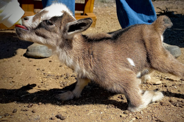 Nigerian Dwarf Goat
