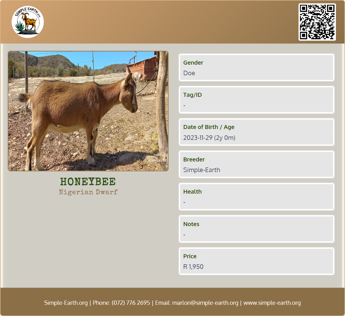 Honeybee - Nigerian Dwarf