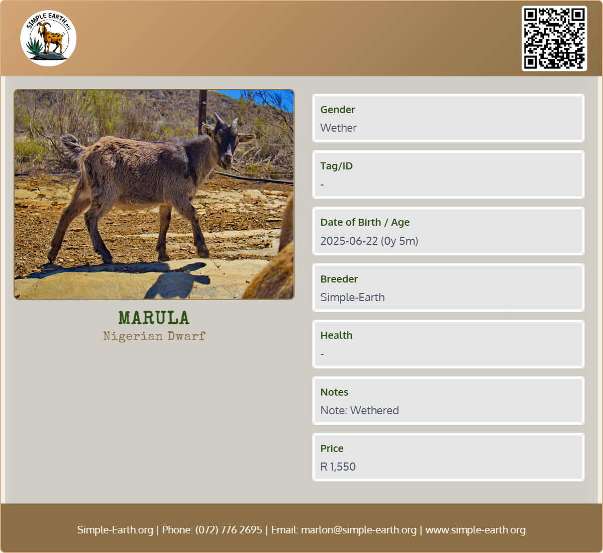 Marula - Nigerian Dwarf