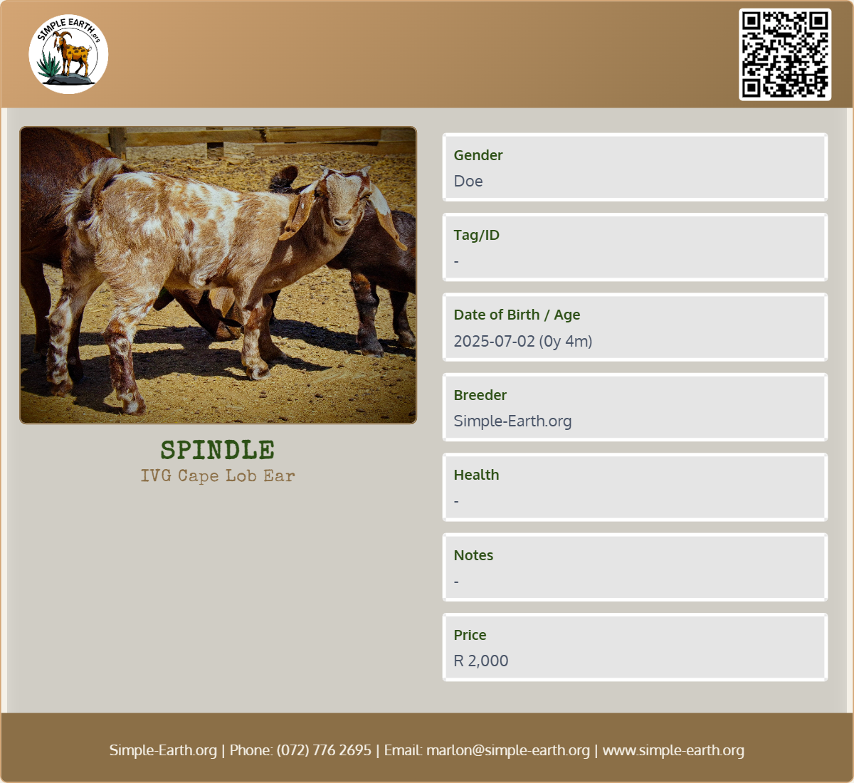 Spindle - IVG Cape Lob Ear