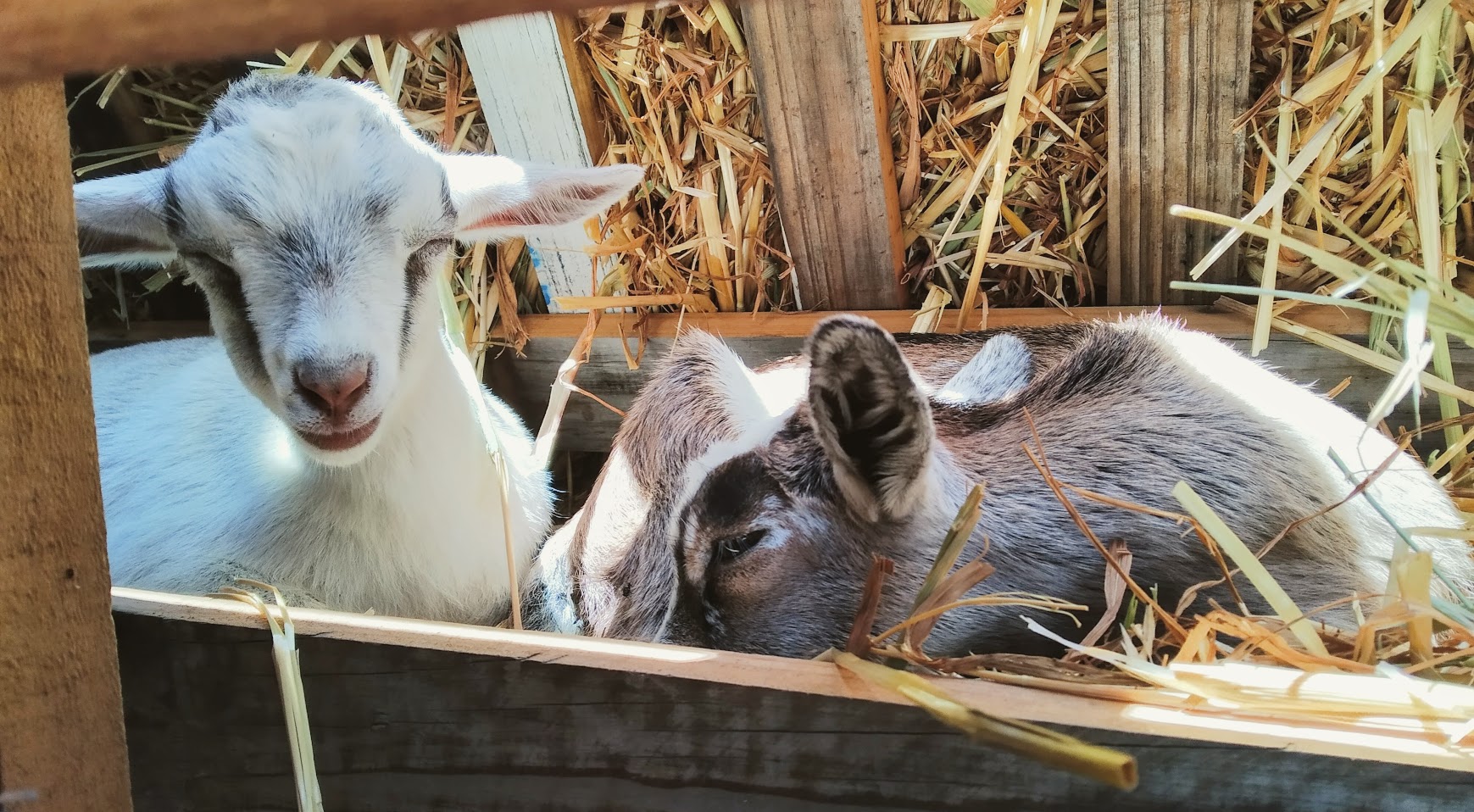 Two Nigerian Dwarf Goat kids